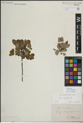 Foto von Salix myrsinifolia Salisb.
